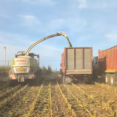 Claas Jaguar combine harvesting with two harvest trucks